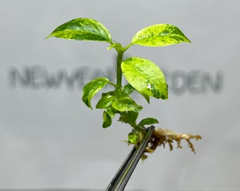 Ficus Elastica Shivereiana Tissue Culture (5 items/bag)