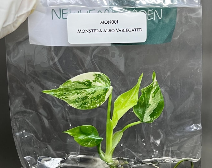 Monstera Albo Borsigiana Variegated Tissue Culture (1 item/bag)