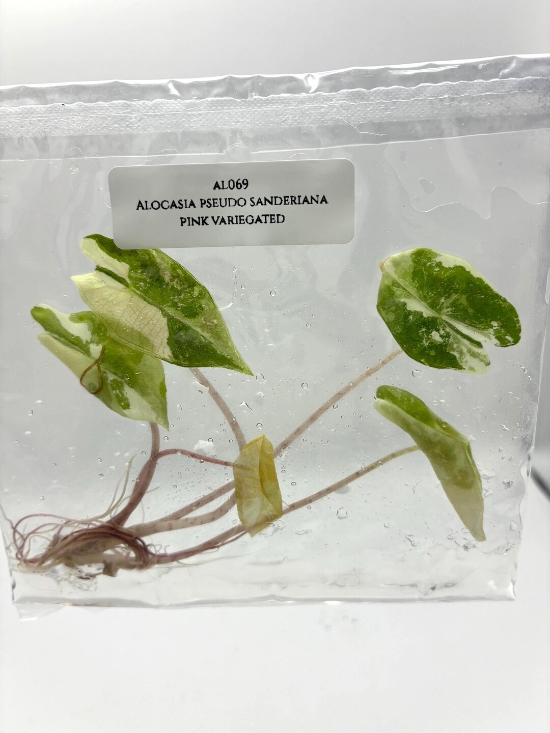 アロカシア・シュード・サンデリアナ・ピンク斑入り（1個/袋）組織培養