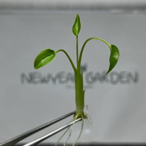 Puede incluir: Primer plano de una pequeña planta verde con tres hojas y un nuevo brote, sujeta con pinzas. La planta tiene raíces visibles. El texto "NEWYEAR GARDEN" está borroso en el fondo.