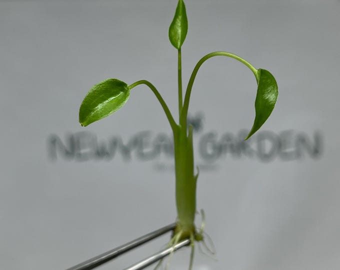 Alocasia Tiny Dancer Tissue Culture (5 items/bag)