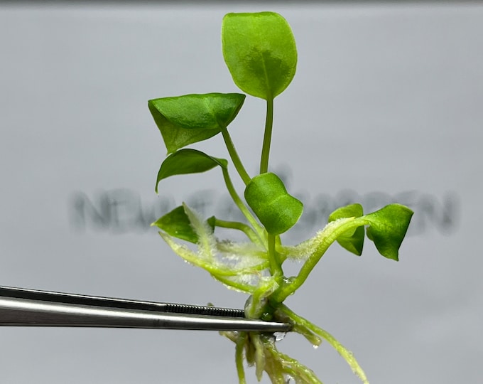 Anthurium Warocqueanum (Queen) Tissue Culture (1 item/bag)