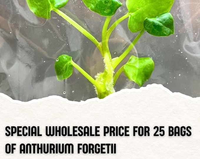 Wholesale 25 Anthurium Forgetii Tissue Culture (Counted as 1 Item to Save Shipping Cost)