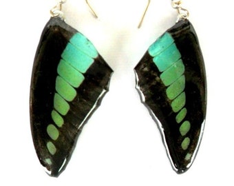 Real Butterfly Wings Earrings Handmade Jewelry Gift / Black / Turquoise Color