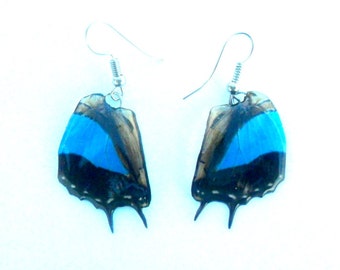 Real Butterfly Wings Earrings Handmade Unsual Color Jewelry Gift  / Natural Jewelry Earring