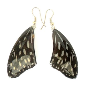 Real Butterfly Wings Earrings Handmade Black and White Color Jewelry Gift  / Natural Jewelry Earring / Free Shipping