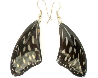 Real Butterfly Wings Earrings Handmade Black and White Color Jewelry Gift  / Natural Jewelry Earring / Free Shipping