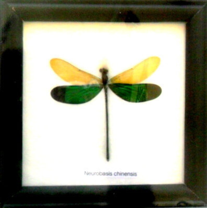 Real Green Dragonfly Framed Display Rare Insect Taxidermy Image 0