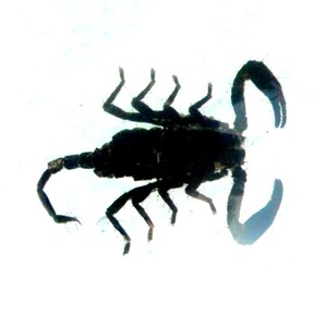 May include: A black scorpion with a long tail and eight legs is shown against a white background.