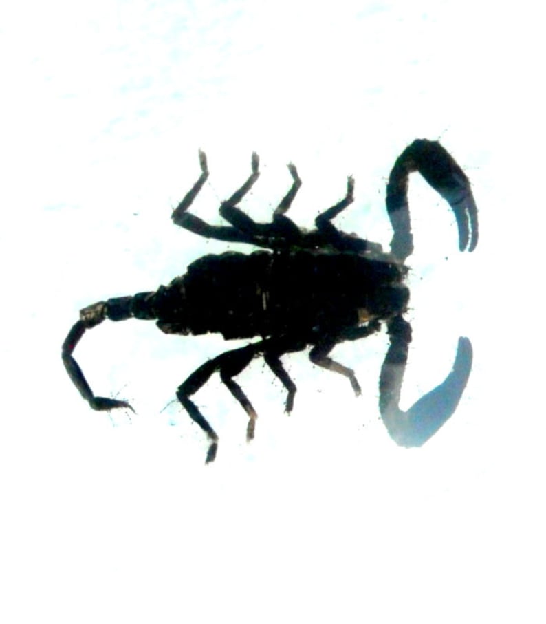 May include: A black scorpion with a long tail and eight legs is shown against a white background.