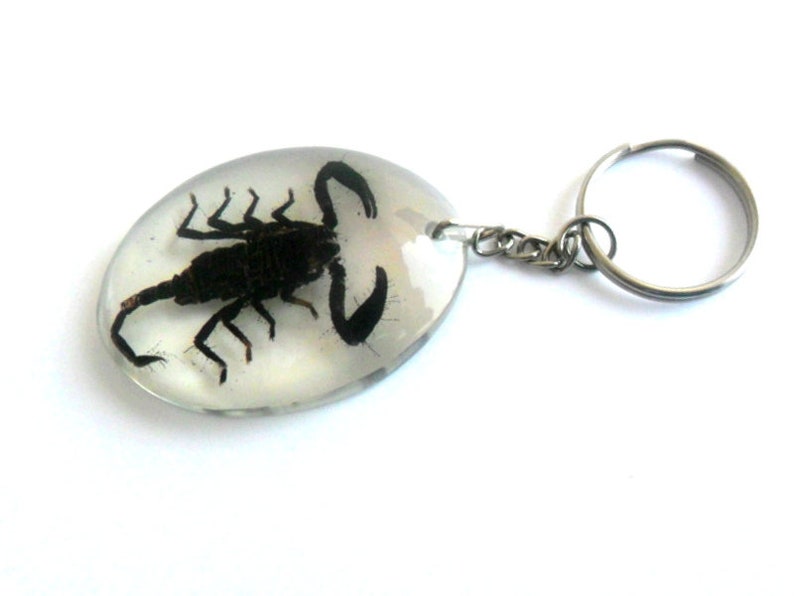 May include: A black scorpion encased in clear resin on a silver key chain.
