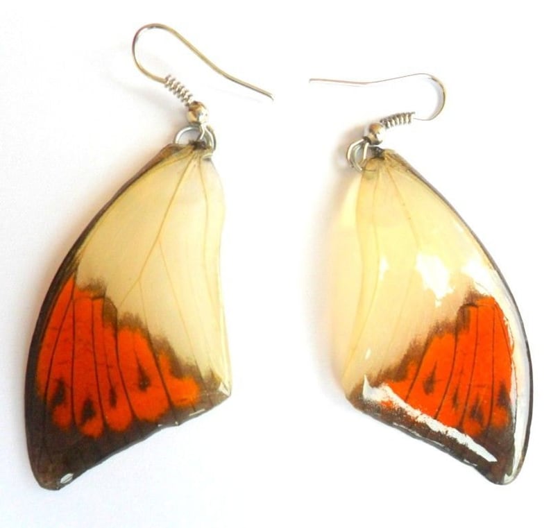 May include: A pair of earrings featuring real butterfly wings. The wings are a light cream color with orange and brown markings. The earrings have silver hooks.