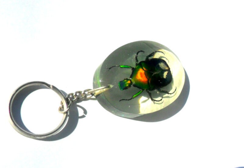 Real beetle Insect Key Ring Genuine Insect Taxidermy | Etsy