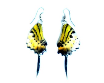 Real Butterfly Wings Earrings Handmade Jewelry Gift  Natural Jewelry Earring