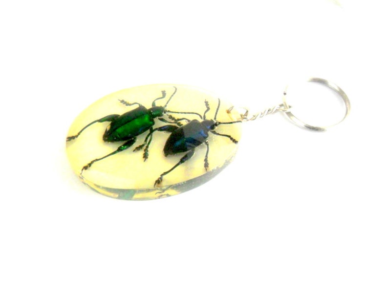Real Beetles Insect Key Ring Genuine Insect Taxidermy | Etsy