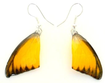 Real Butterfly Wings Earrings Handmade Unsual Color Jewelry Gift  / Natural Jewelry Earring