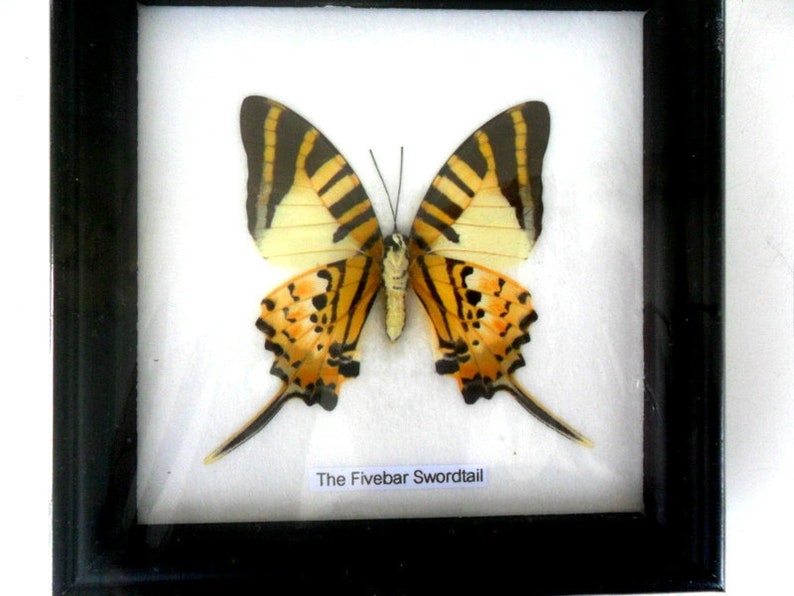 Real framed butterfly Display Rare Insect Taxidermy Real Spot Swordtail Butterfly Display