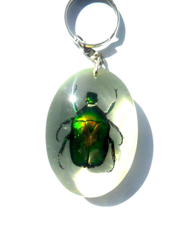 Real Beetle Insect Key Ring Genuine Insect Taxidermy Entomology Bug Key ...
