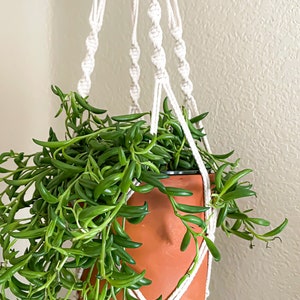 May include: A terracotta pot with a green succulent plant hanging from a white macrame plant hanger.