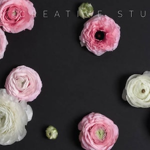 Website or blog banner. Black background with Pink Ranunculus flowers. Digital Styled Image.