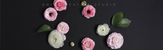Website or blog banner. Black background with Pink Ranunculus flowers. Digital Styled Image.
