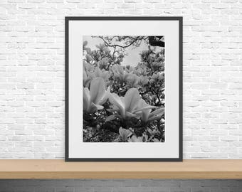 Foto - Tulpenbaum - Meppel, Niederlande - aufgenommen im Jahr 2012