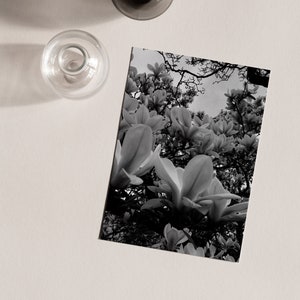 Scheda - Albero dei tulipani