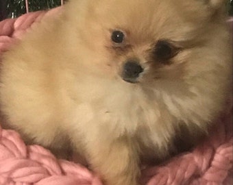 Kleine Hundebetthöhle Weiche Wolle gehäkeltes Hundebett