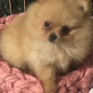 Small dog bed cave Soft wool crochet dog bed