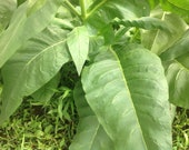 1000 Virginia Tobacco Seeds No pesticides used