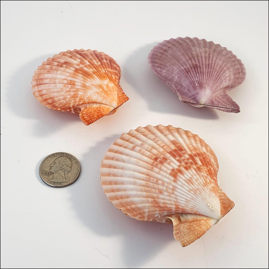 Rust Scallop Shell Scallop Shell With Both Halves, Set of 3 - Etsy