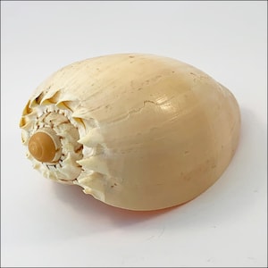 May include: A large, cream-colored seashell with a spiral opening and a smooth, rounded exterior. The shell has a natural, textured surface with subtle variations in color and a small, light brown spiral at the base.