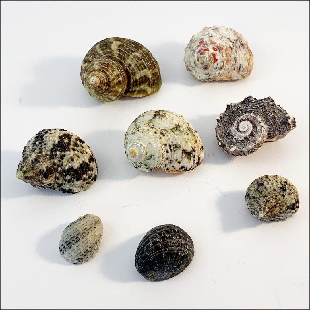 Natural Snail Seashells 8 Pc Turbo, Chestnut, Dolphin, Nerite - Etsy