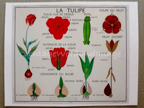 Tulip Color Chart