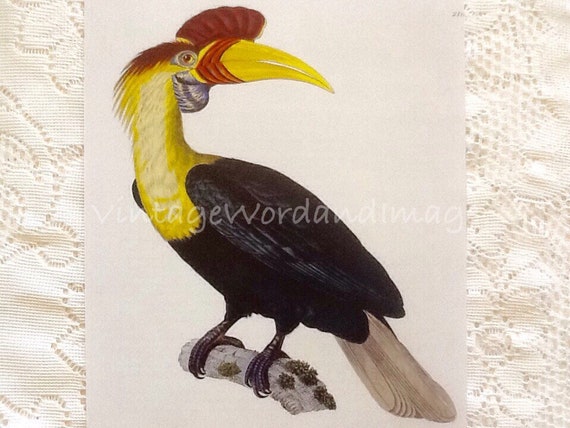 Hornbill significance picture