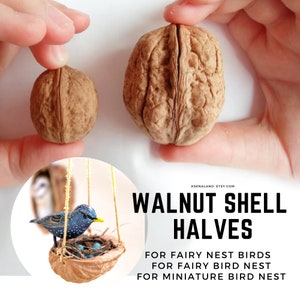 Op de afbeelding: Twee walnoothelften, waarvan er één groter is dan de andere, worden in handen gehouden. De kleinere helft wordt gebruikt als vogelnest voor miniatuur feeënvogels.