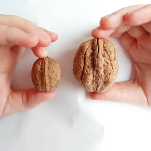 10ps Walnut shell Halves Rare Big XL calibrated Large Nuts Round Organic Natural Wedding Ornament Crafts Creativity Wooden box bag