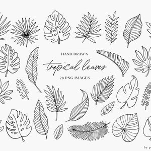 Clipart dessiné à la main, feuilles tropicales de Doodle, branches d’art de clip, éléments botaniques de conception, feuilles, été, utilisation commerciale