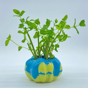 Puede incluir: Una pequeña planta verde en maceta en un macetero de cerámica azul y amarillo con forma de calabaza.