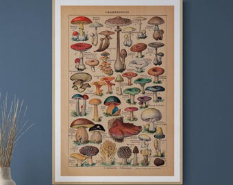 1925 Vintage Mushrooms Illustration - Digital Download