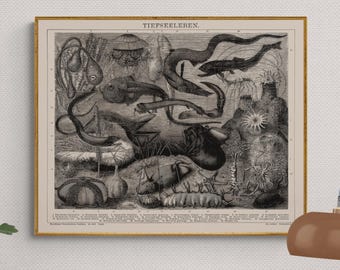 1887 Vintage Deep Sea Creatures Illustration - Digital Download