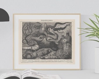 1887 Vintage Deep Sea Creatures Illustration - Digital Download
