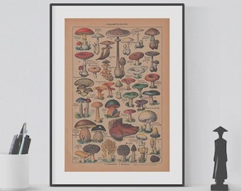 1925 Vintage Mushrooms Illustration - Digital Download