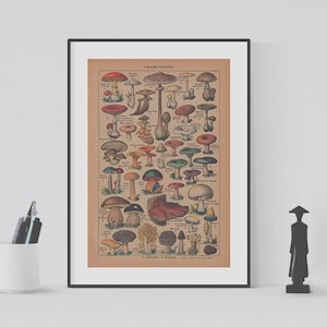 1925 Vintage Mushrooms Illustration - Digital Download