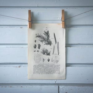 1871 Vintage Yew Tree Lithograph Illustration