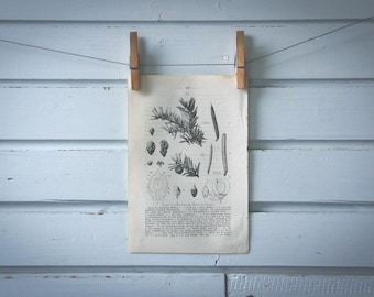 1871 Vintage Yew Tree Lithograph Illustration