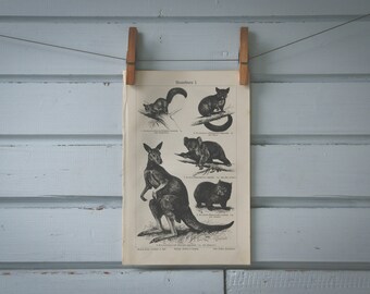 1907 Vintage Marsupials Lithograph Illustration