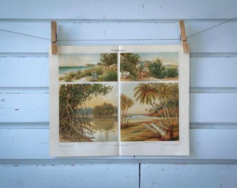 1907 Vintage Coastal Vegetation Chromolithograph Illustration