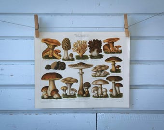 1907 Vintage Edible Mushrooms Chromolithograph Illustration