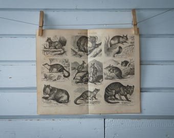1887 Vintage Marsupials Lithograph Illustration